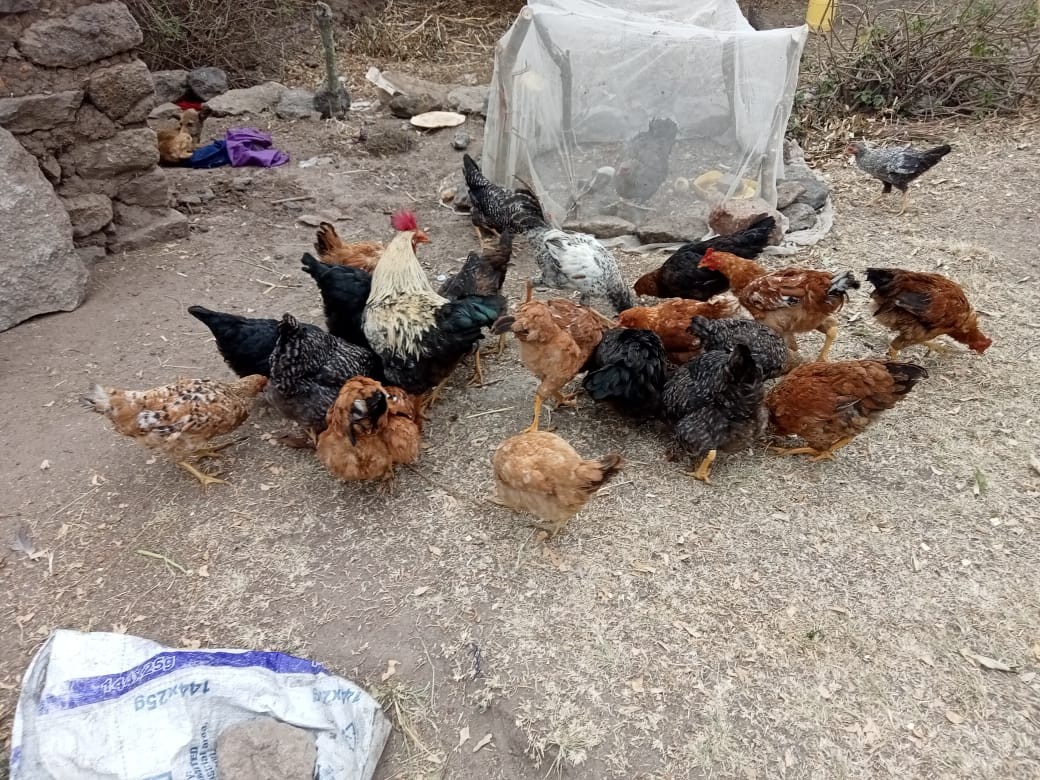 The Transformative power of poultry project